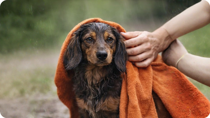 De Beste Verzorging Na Een Regenachtige Wandeling