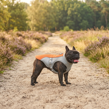 Cooling Vest for Dogs